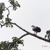 013 LOANGO 2 Akaka Riviere Rembo Ngove Nord Oiseau Aves Palmiste Africain Gypohierax angolensis 15E5K3IMG_106768wtmk.jpg
